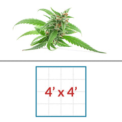 Cannabis 4' x 4' LED Grow Light Lighting Kit
